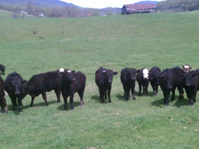The Cows 4